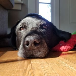 Meet your Posher, Bridgette